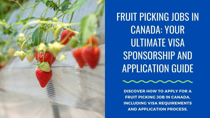 Fruit Picking Jobs with Visa Sponsorship in Canada 2024/25